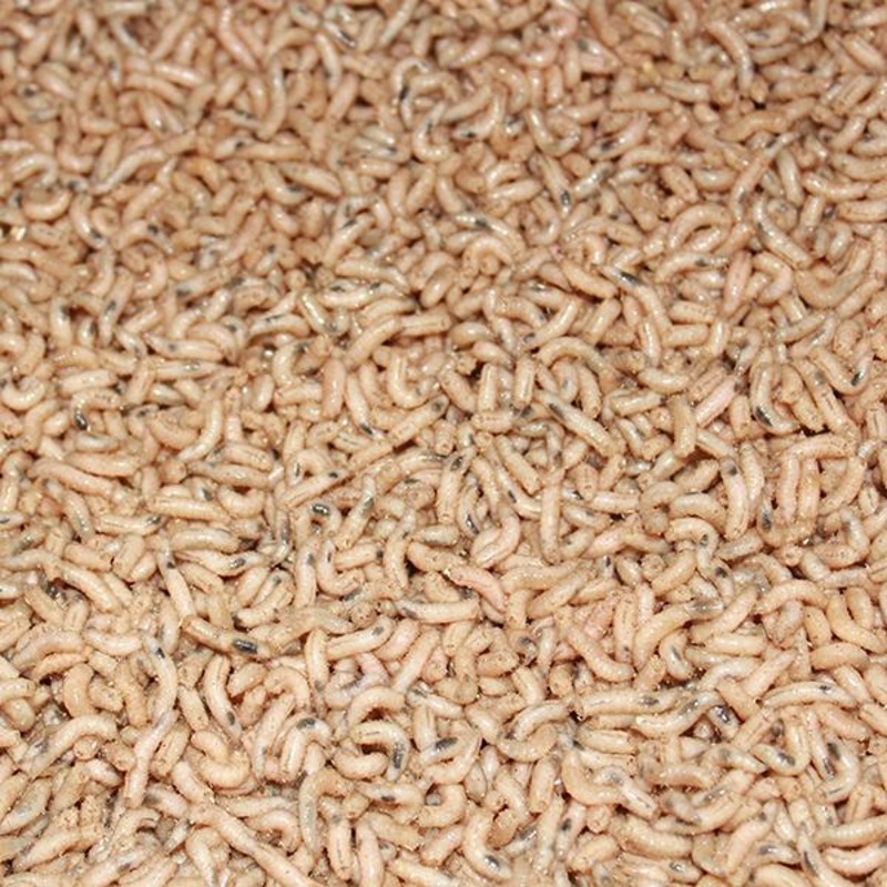 Maggots Red, White, Mixed and Fluoro Pinkies