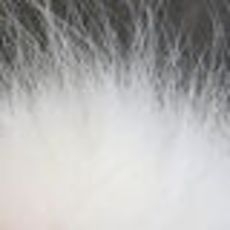 Arctic Fox Body Hair
