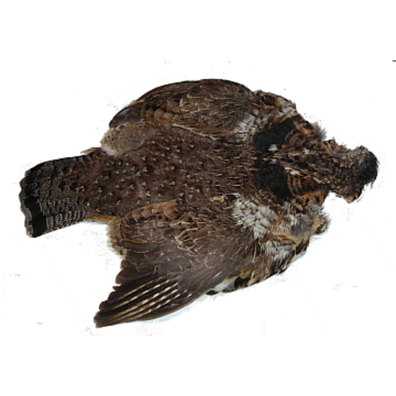 Nature's Spirit Ruffed Grouse Skin