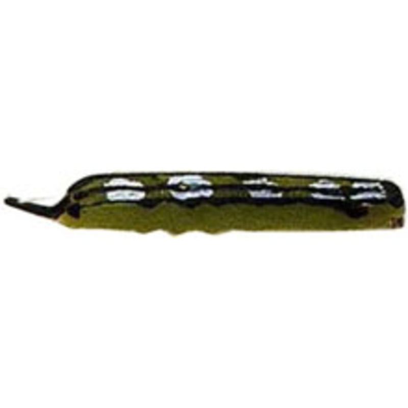 Creme Catalpa Worm 2ct