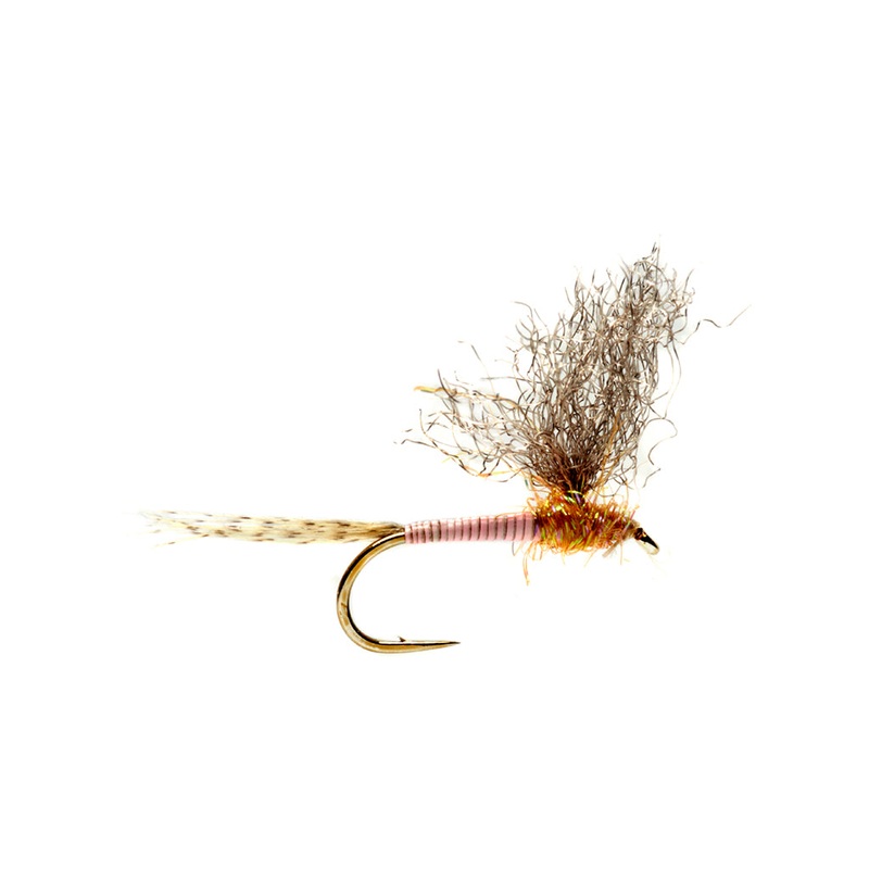 Burkus Pink MD
