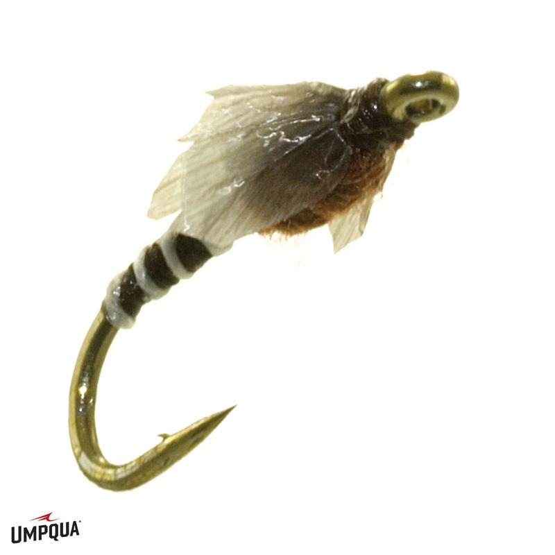 Medallion Midge Pupa