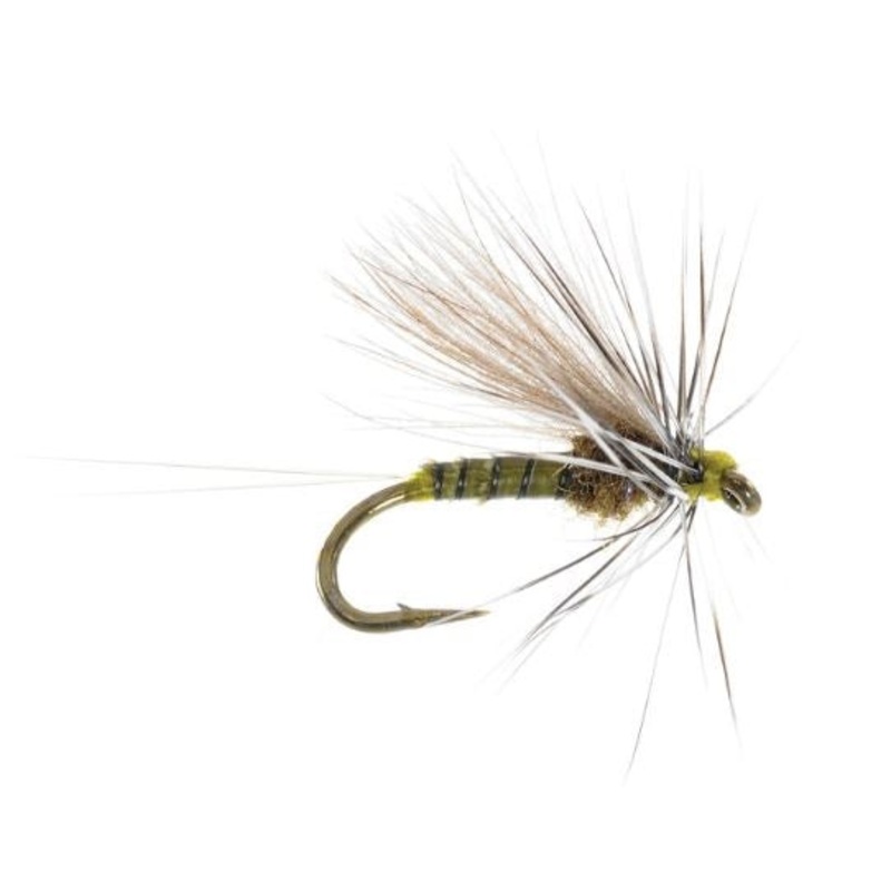 Low Water Baetis Olive