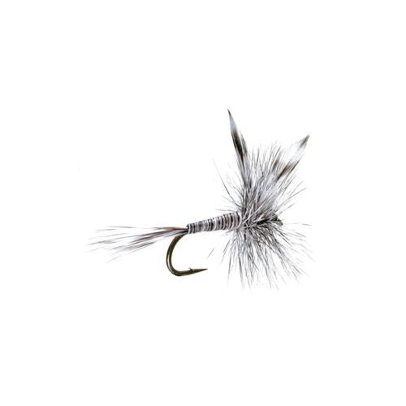 Mosquito