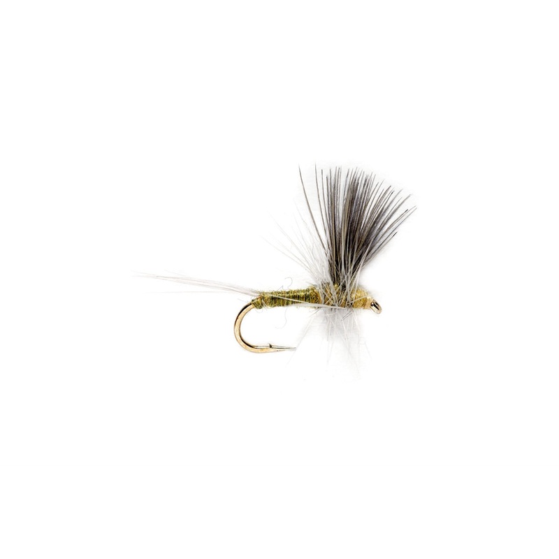 Blue Winged Olive Thorax