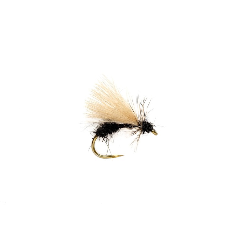 Drop Arse Ant B/L