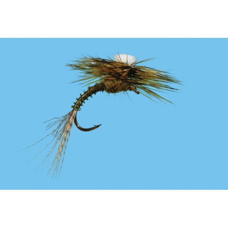 Brook's Sprout - Flavilinea